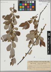 Foto von Salix laurina Sm.